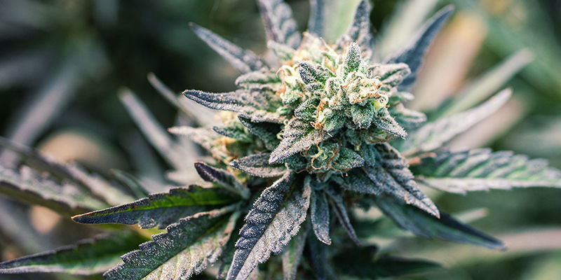 Kan du bruge enhver sort til at lave cannabiskapsler? Kan du bruge enhver sort til at lave cannabiskapsler?