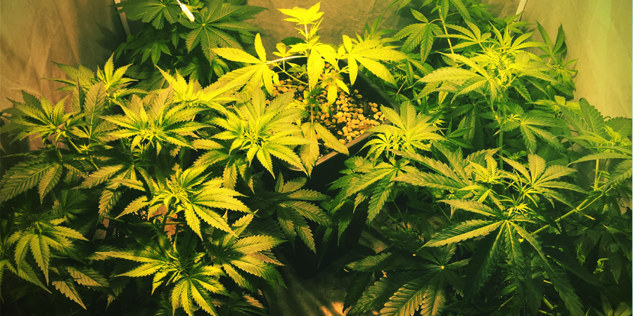 Dyrkning af OG Kush Dyrkning af OG Kush