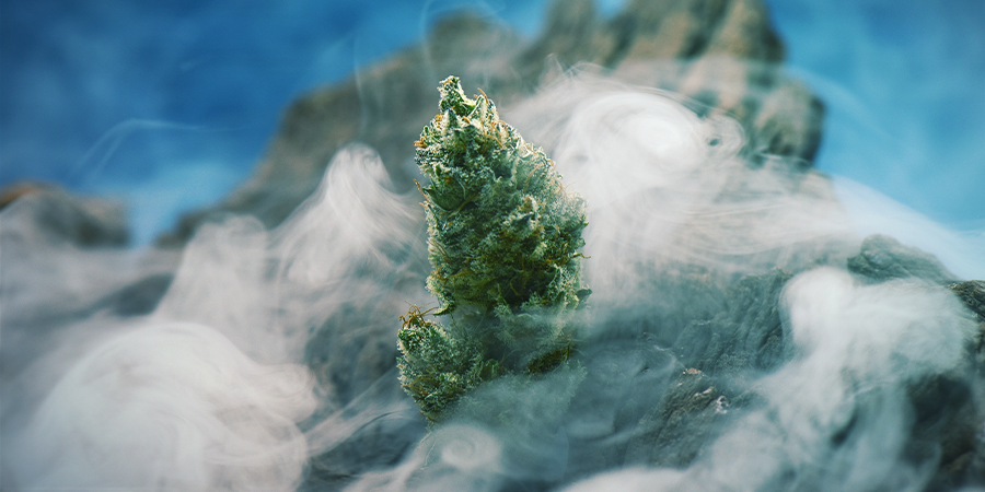 OG Kush — en cannabislegende, der er værd at dyrke OG Kush — en cannabislegende, der er værd at dyrke
