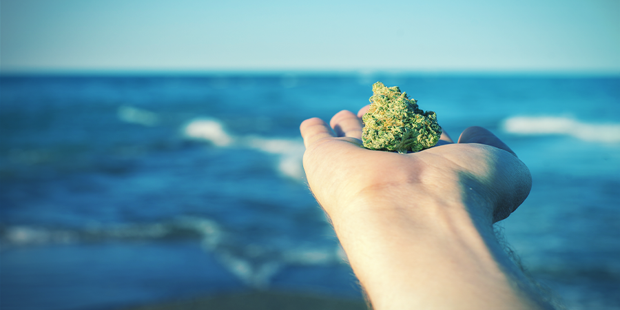 Oprindelsen af OG Kush Oprindelsen af OG Kush