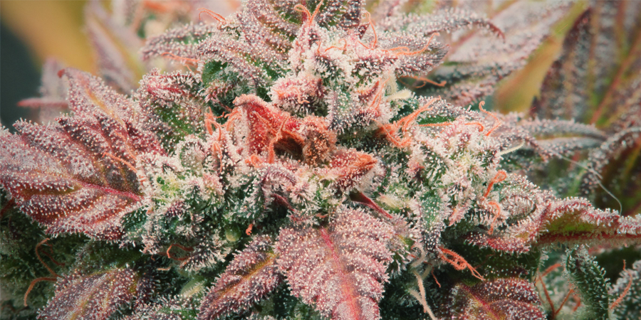 Amnesia Haze: En tidløs cannabisfavorit Amnesia Haze: En tidløs cannabisfavorit