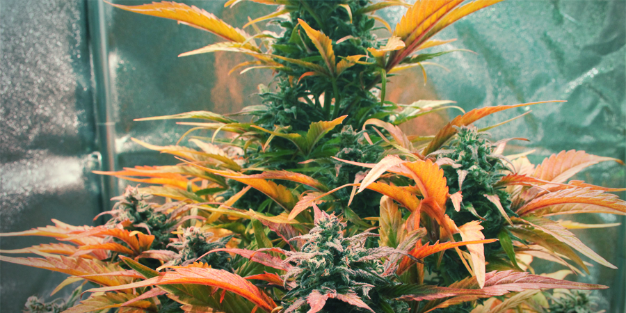 Amnesia Haze: En eklektisk blanding af cannabisgenetik Amnesia Haze: En eklektisk blanding af cannabisgenetik