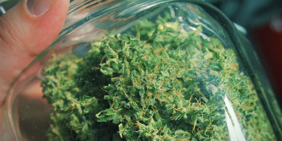 Aroma og smag af Amnesia Haze Aroma og smag af Amnesia Haze