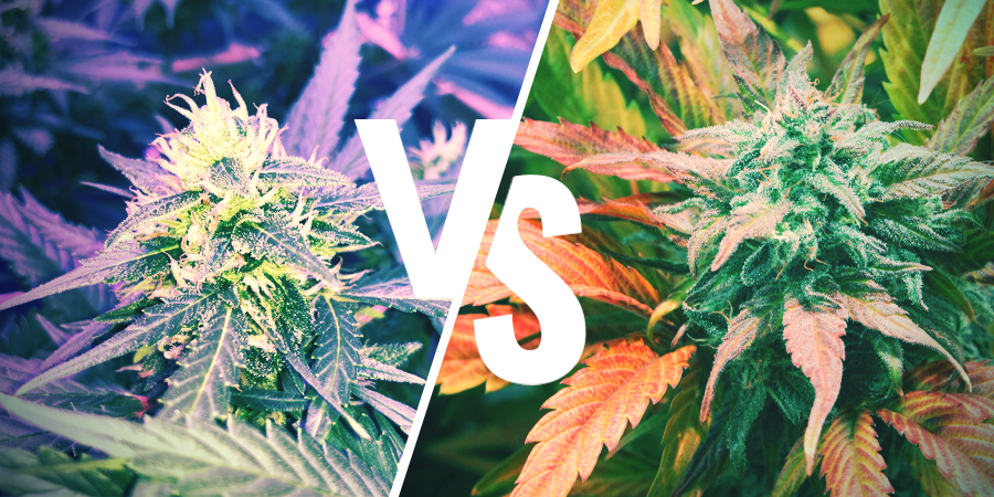 Forskellen på Amnesia og Amnesia Haze Forskellen på Amnesia og Amnesia Haze