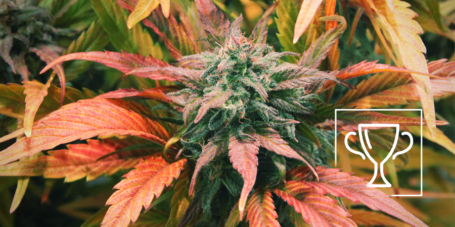Zamnesia Seeds - Amnesia Haze: Flere gange Cannabis Cup-vinder Zamnesia Seeds - Amnesia Haze: Flere gange Cannabis Cup-vinder