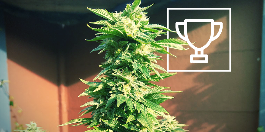 ZAMNESIA SEEDS - WHITE WIDOW: DEN PRISVINDENDE “COFFEESHOP-KONGE”