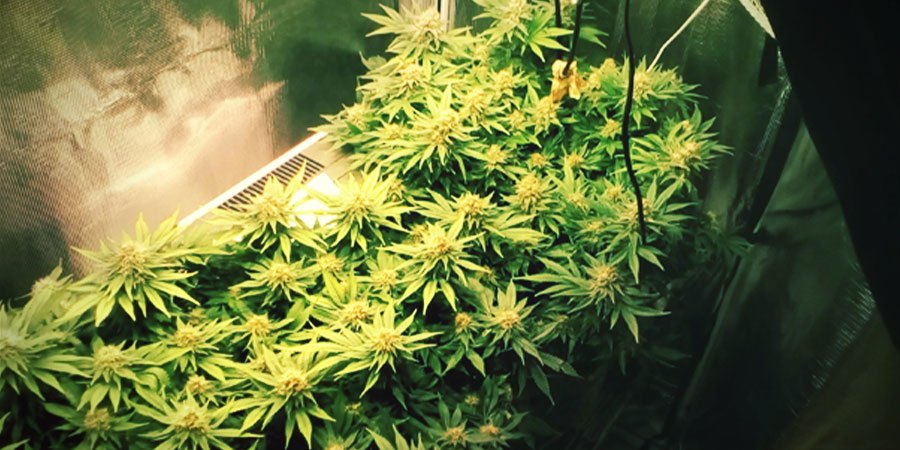 White Widow – et berømt cannabisikon