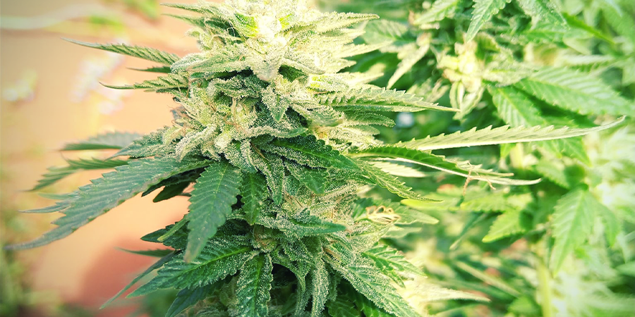 White Widow Feminiserede (Zamnesia Seeds)