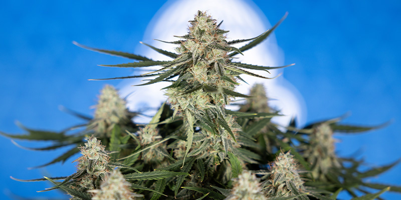 Do-Si-Dos F1 (Zamnesia Seeds) Do-Si-Dos F1 (Zamnesia Seeds)