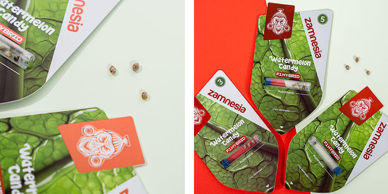 Watermelon Candy F1 Autoflower (Zamnesia Seeds) Feminiserede Watermelon Candy F1 Autoflower (Zamnesia Seeds) Feminized