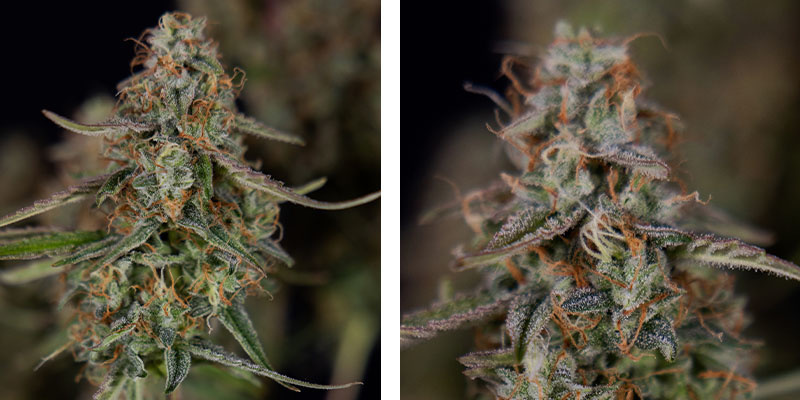 Watermelon Candy F1 Autoflower (Zamnesia Seeds) Feminiserede Watermelon Candy F1 Autoflower (Zamnesia Seeds) Feminized