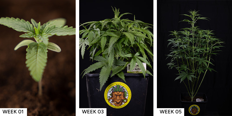 Blue Cheese F1 Hybrid Blue Cheese F1 Hybrid cannabisfrø