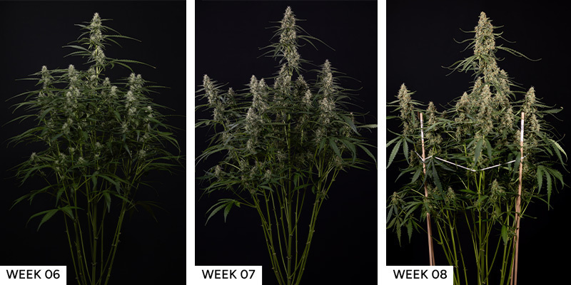 Blue Cheese F1 Hybrid Blue Cheese F1 Hybrid cannabisfrø