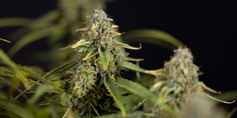 Green Crack F1 Autoflower (Zamnesia Seeds) Feminiserede Green Crack F1 Autoflower (Zamnesia Seeds) Feminiserede