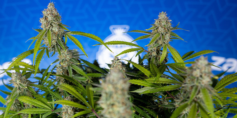 Green Crack F1 Autoflower (Zamnesia Seeds) Feminiserede Green Crack F1 Autoflower (Zamnesia Seeds) Feminiserede