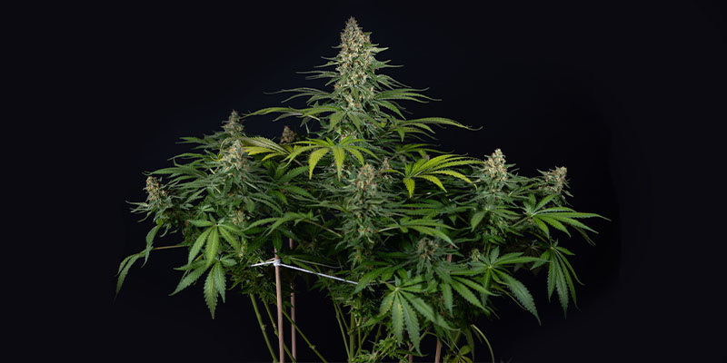 Cosmic Noodles (Zamnesia Seeds) Feminiserede Cosmic Noodles (Zamnesia Seeds) Feminiserede
