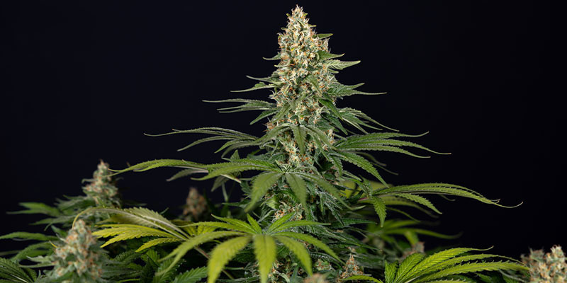 Cosmic Noodles (Zamnesia Seeds) Feminiserede Cosmic Noodles (Zamnesia Seeds) Feminized