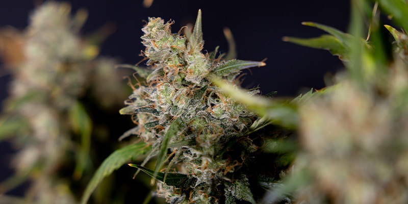Sticky Broccoli (Zamnesia Seeds) Feminiserede Sticky Broccoli (Zamnesia Seeds) Feminiserede