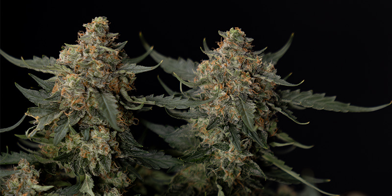 Fruit Punch Auto