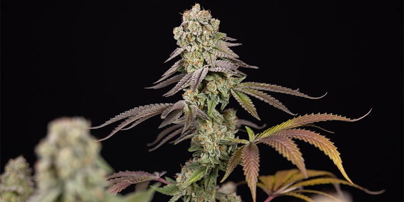 LA Kush Cake blomst
