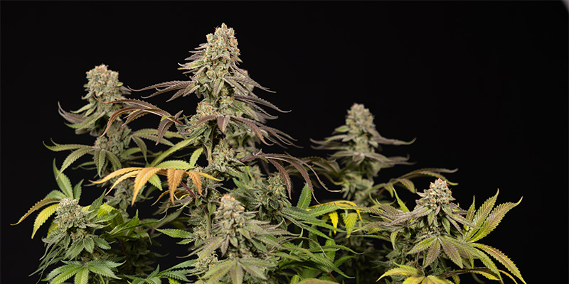 LA Kush Cake plante