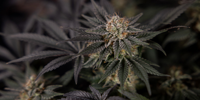Black Diamond (Zamnesia Seeds) Black Diamond (Zamnesia Seeds)