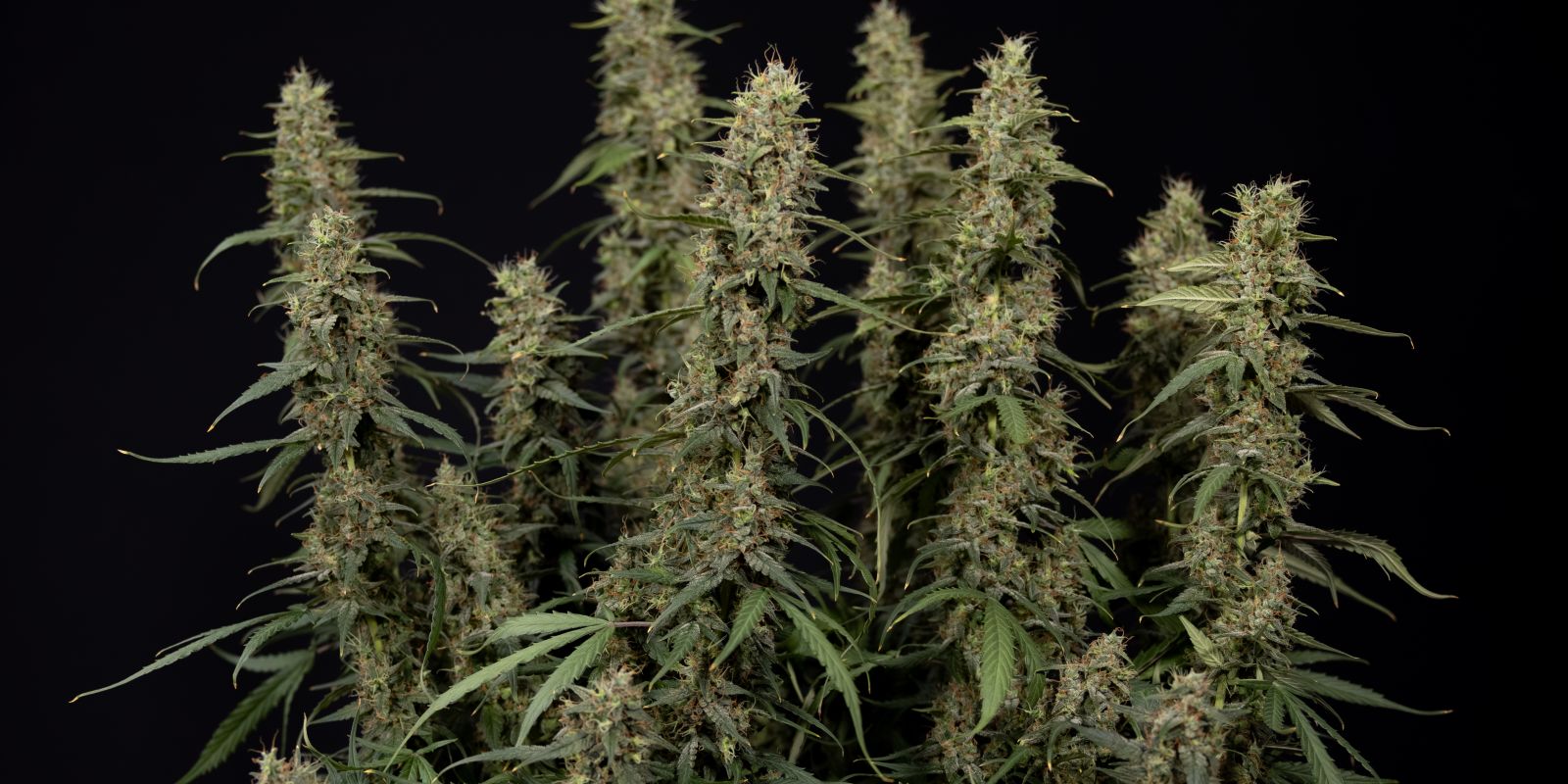 King Louis Auto blomst