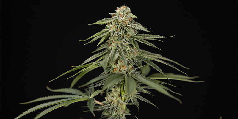 Lemon Cherry Gelato