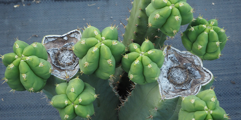San Pedro XL