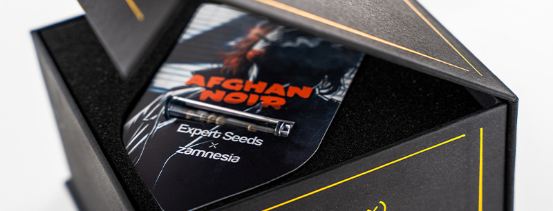Genetikken bag Afghan Noir: Afghani x Sirius Black Genetikken bag Afghan Noir: Afghani x Sirius Black