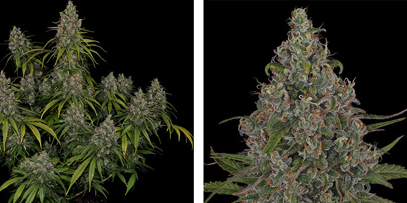 Choco Haze - Zamnesia Seeds Choco Haze - Zamnesia Seeds