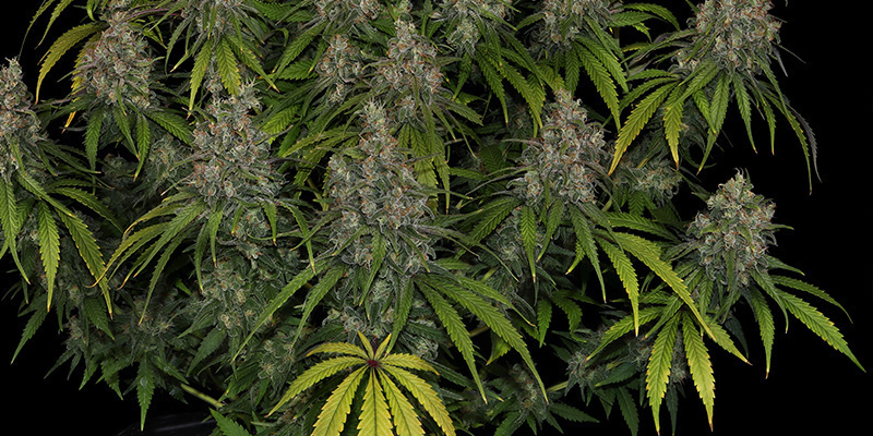 Choco Haze - Zamnesia Seeds Choco Haze - Zamnesia Seeds