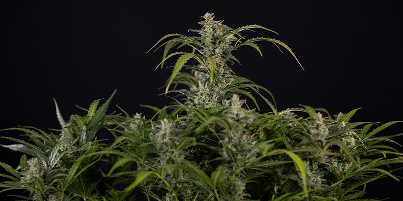 Northern Lights Autoflower (Zamnesia Seeds) Feminiserede Northern Lights Autoflower (Zamnesia Seeds) Feminiserede