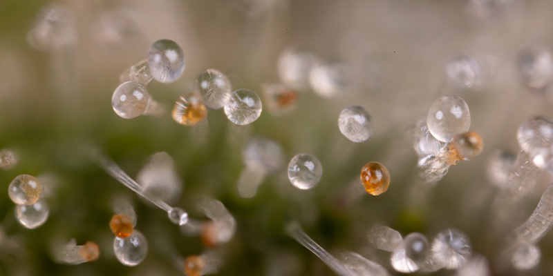 Northern Lights Autoflower (Zamnesia Seeds) Feminiserede Northern Lights Autoflower (Zamnesia Seeds) Feminiserede