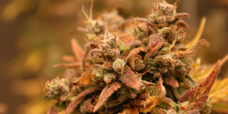 AK-420 Autoflower (Zamnesia Seeds) AK-420 Autoflower (Zamnesia Seeds)