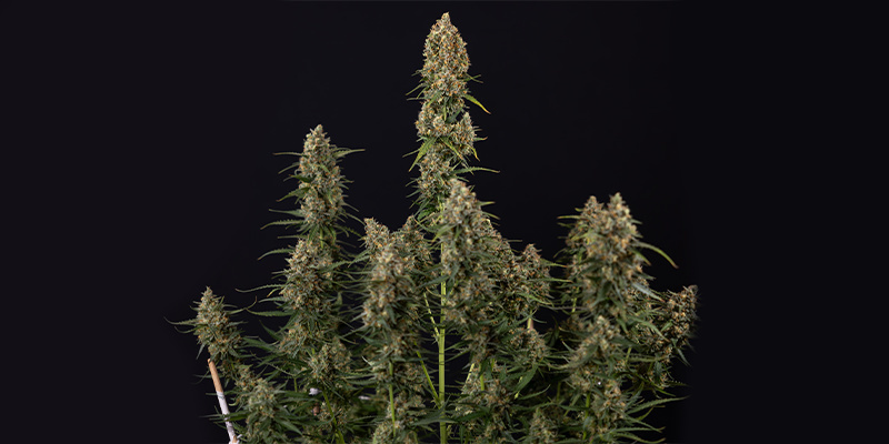 Sticky Beast Autoflower (Zamnesia Seeds) Feminiserede Sticky Beast Autoflower (Zamnesia Seeds) Feminiserede