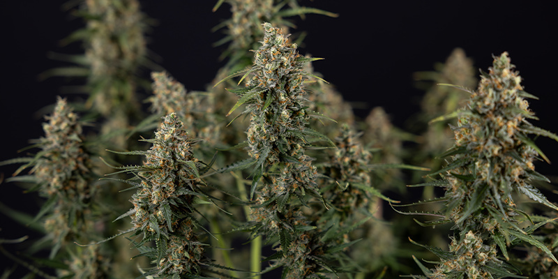 Sticky Beast Autoflower (Zamnesia Seeds) Feminiserede Sticky Beast Autoflower (Zamnesia Seeds) Feminiserede