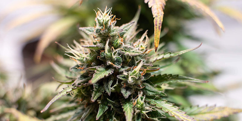 Amnesia Skunk Autoflower (Zamnesia Seeds) Amnesia Skunk Autoflower (Zamnesia Seeds)