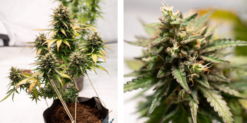Amnesia Skunk Autoflower (Zamnesia Seeds) Amnesia Skunk Autoflower (Zamnesia Seeds)