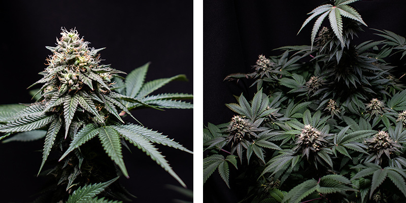 Gelato fra Zamnesia Seeds