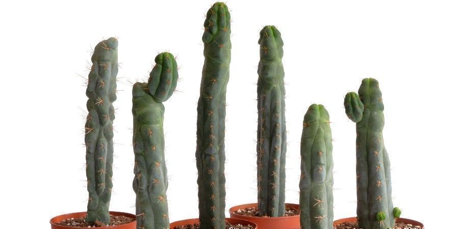 width="900" Echinopsis ''zamnesiana''