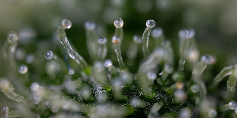 Purple Haze Autoflower (Zamnesia Seeds) Feminiserede Purple Haze Autoflower (Zamnesia Seeds) Feminiserede