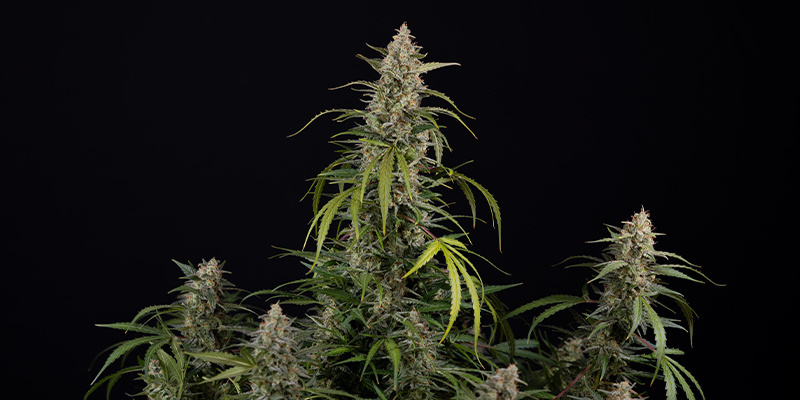 Purple Haze Autoflower (Zamnesia Seeds) Feminiserede Purple Haze Autoflower (Zamnesia Seeds) Feminiserede
