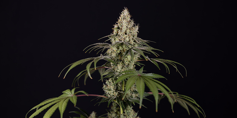 Runtz Autoflower (Zamnesia Seeds) Feminiserede Runtz Autoflower (Zamnesia Seeds) Feminiserede
