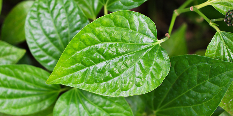 Kratom-te vs. kava Kratom-te vs. kava