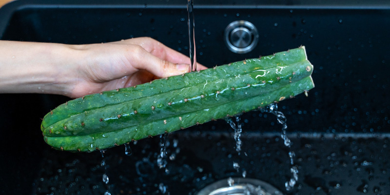 Rengør kaktussen Clean the cactus