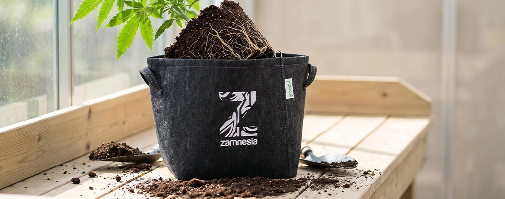 Hvornår og hvordan du omplanter cannabisplanter (komplet guide)