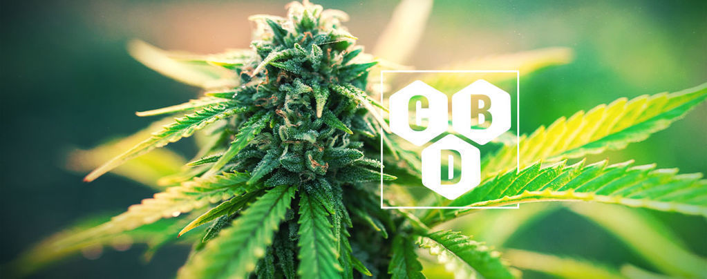 Hvad er cannabidiol (CBD)?