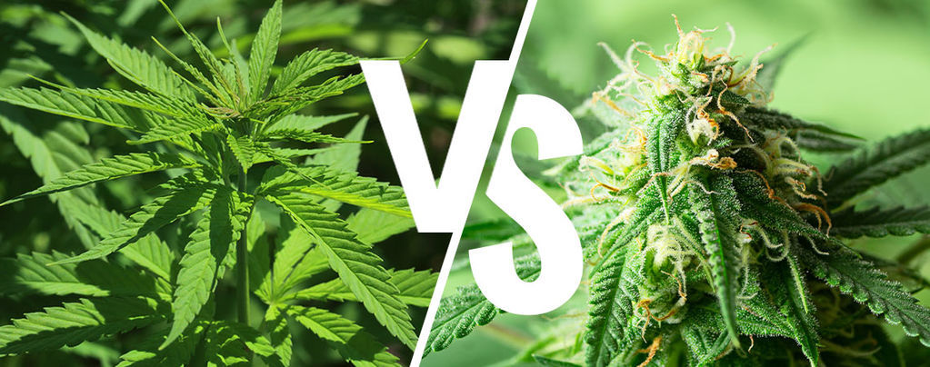 Indica vs sativa: Betyder det stadig noget i 2026?
