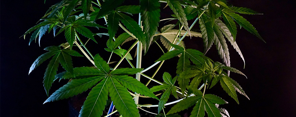 Hvad er Cannabis indica?